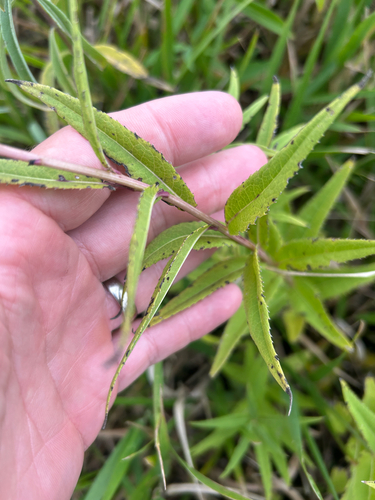 Vernonia fasciculata, photograph 3