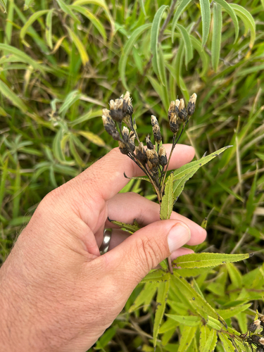Vernonia fasciculata, photograph 2