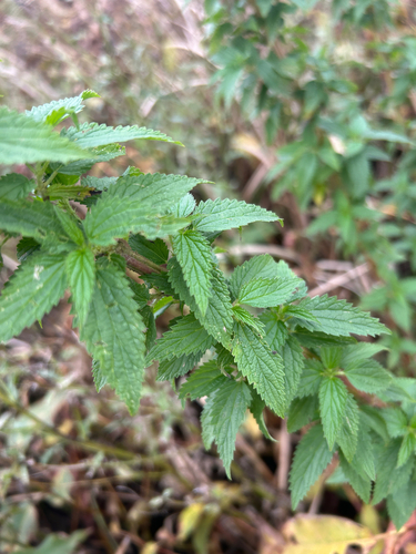 Urtica gracilis, photograph 6