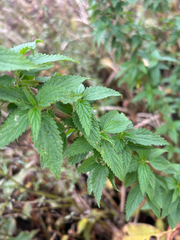 Urtica gracilis, photograph author not stated, no rights reserved