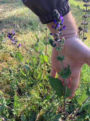 Salvia verbenaca, photograph 3