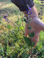 (c) Victor Phillips, some rights reserved (CC BY-SA) Salvia verbenaca, photograph (c) Victor Phillips, some rights reserved (CC BY-SA)