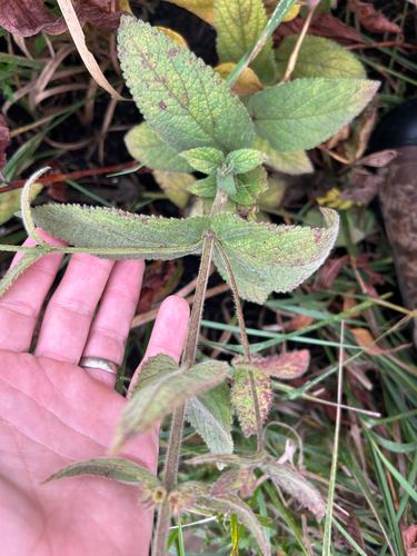 Stachys pilosa, photograph 2
