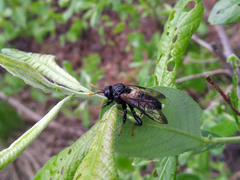 Cimbex femoratus
