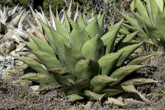 Agave gentryi