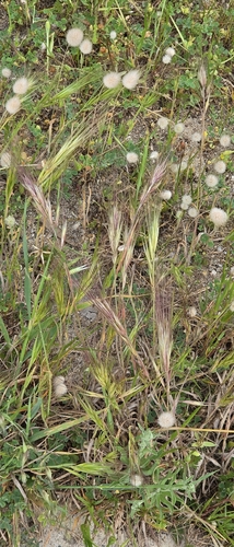 Bromus rubens, photograph 1
