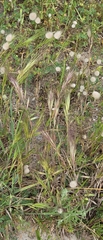 Bromus rubens