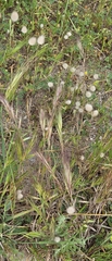 Bromus rubens, photograph (c) Carmon, some rights reserved (CC BY-SA)