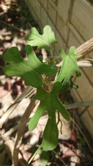 Aristolochia cucurbitifolia