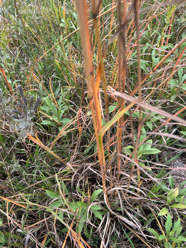Andropogon gerardi, photograph 5