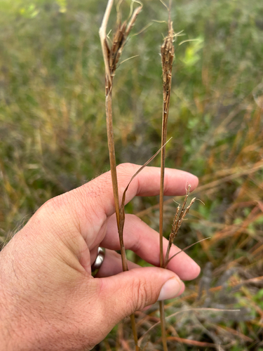 Andropogon gerardi, photograph 4