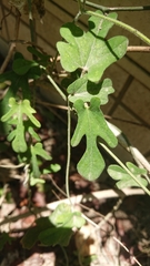 Aristolochia cucurbitifolia