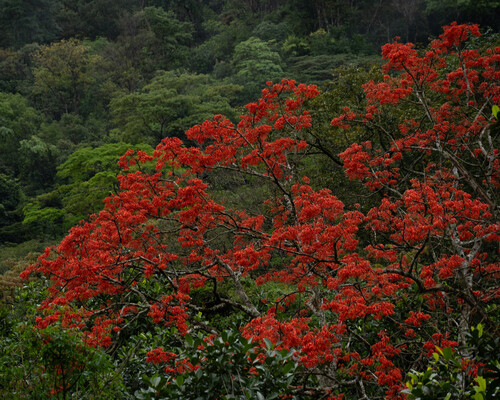 Erythrina verna, photograph 3
