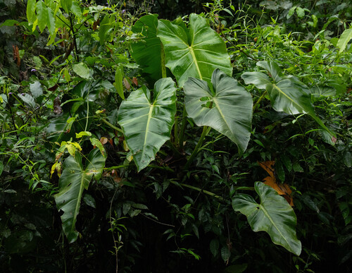 Philodendron cordatum, photograph 3