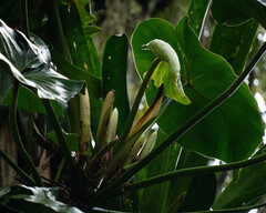 Philodendron cordatum, photograph author not stated, no rights reserved