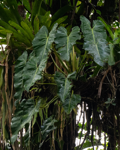 Philodendron cordatum, photograph 1