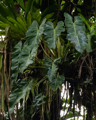 Philodendron cordatum, photograph author not stated, no rights reserved