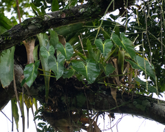 Philodendron cordatum