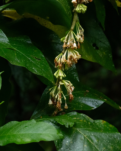 Iochroma arborescens
