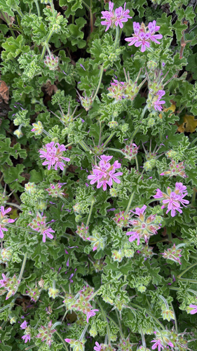 rose-scented geranium