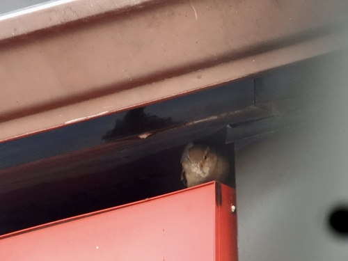 House Sparrow