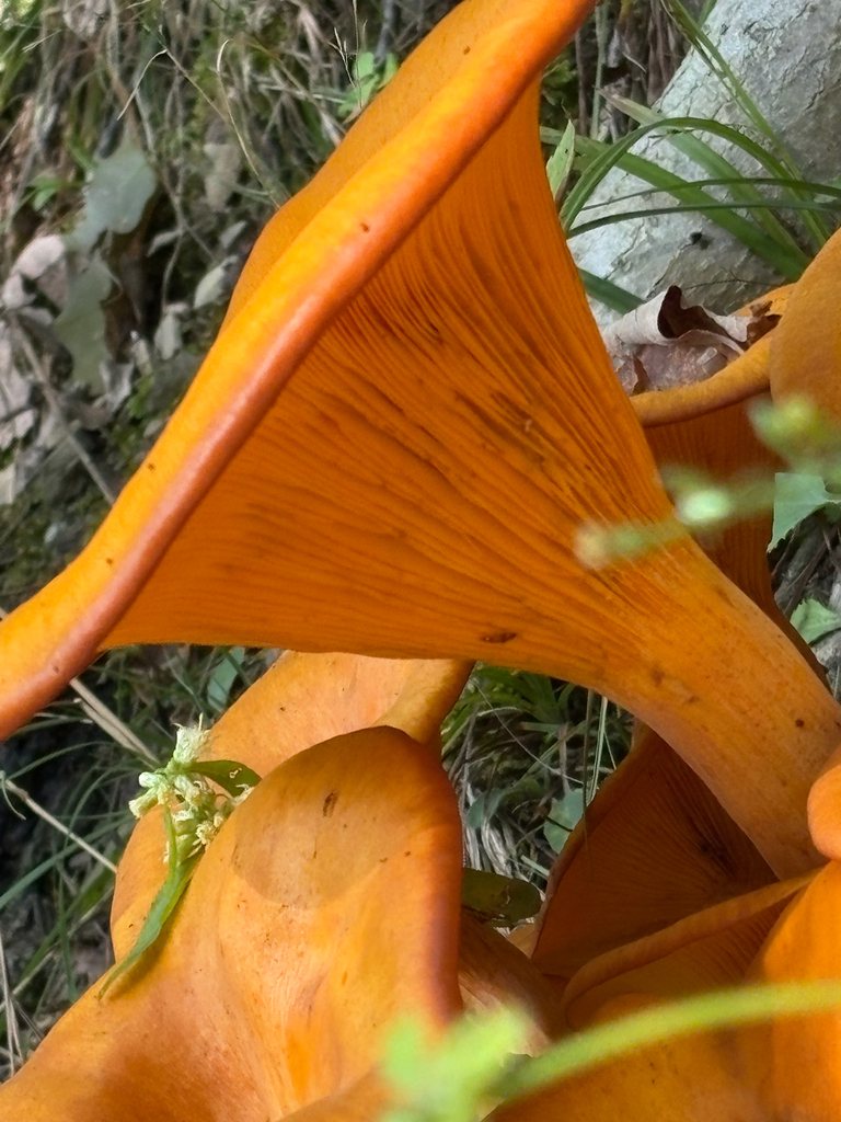 Eastern American jack-o'-lantern · September 2026 · photo: Photo: (c) Bob, some rights reserved (CC BY) · iNaturalist