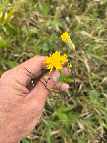 Sonchus arvensis, photograph 1