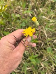 Sonchus arvensis