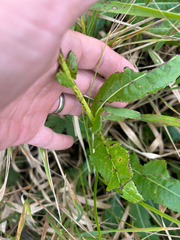 Sonchus arvensis, photograph author not stated, no rights reserved