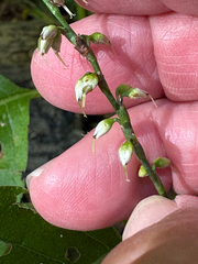 Persicaria virginiana, photograph (c) Bob, some rights reserved (CC BY)