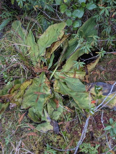 Lysichiton americanus, photograph 2