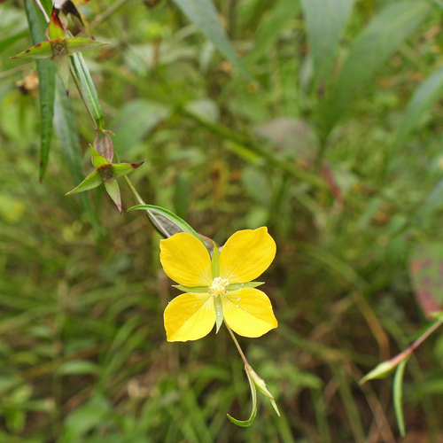 Ludwigia decurrens, photograph 4