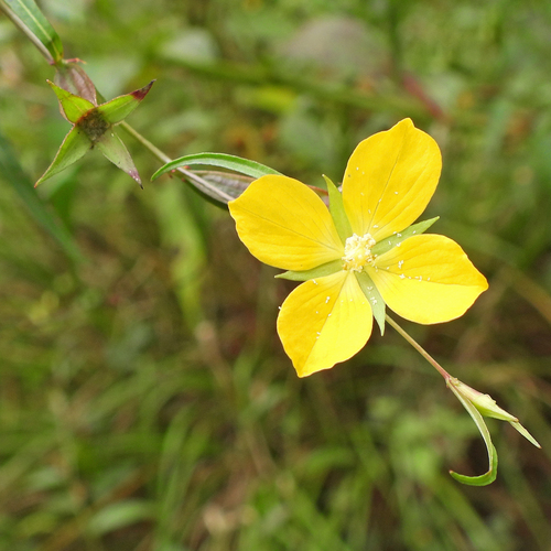 Ludwigia decurrens, photograph 1