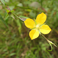 (c) M. Whitson, some rights reserved (CC BY) Ludwigia decurrens, photograph (c) M. Whitson, some rights reserved (CC BY)