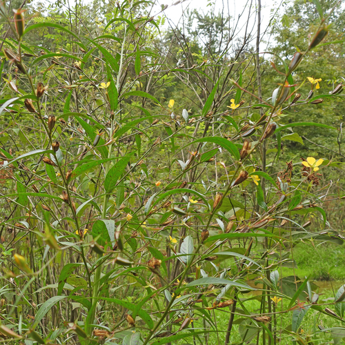 Ludwigia decurrens, photograph 3