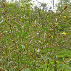 (c) M. Whitson, some rights reserved (CC BY) Ludwigia decurrens, photograph (c) M. Whitson, some rights reserved (CC BY)