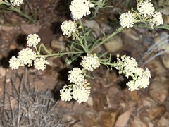 Lepidium fremontii