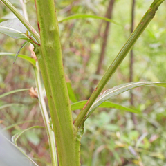 Ludwigia decurrens