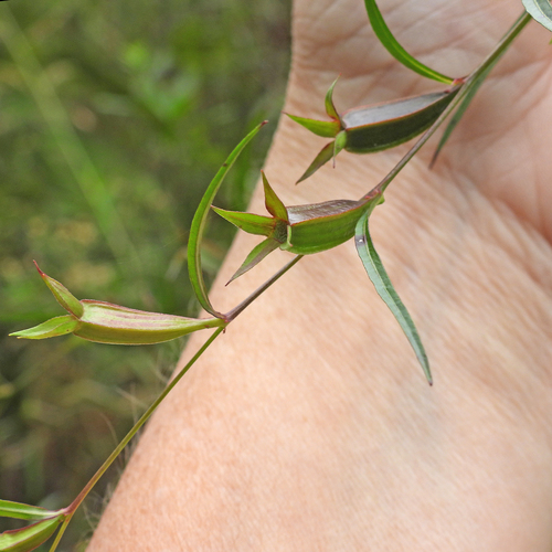 Ludwigia decurrens, photograph 2