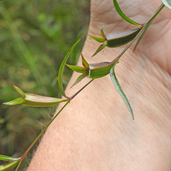 (c) M. Whitson, some rights reserved (CC BY) Ludwigia decurrens, photograph (c) M. Whitson, some rights reserved (CC BY)