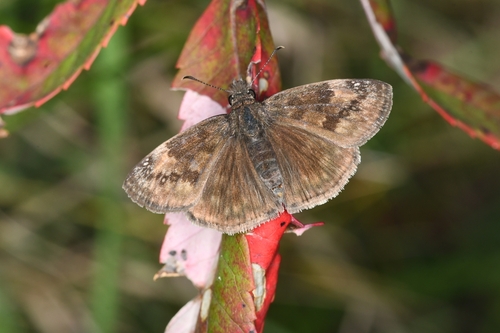 Wild Indigo Duskywing