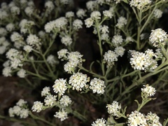 Lepidium fremontii