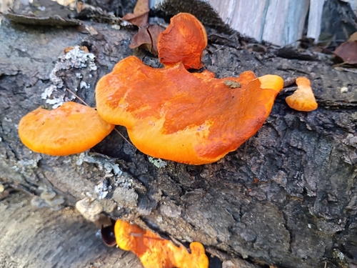 Northern Cinnabar Polypore