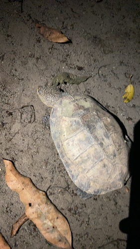 Tuberculate Toad-headed Turtle