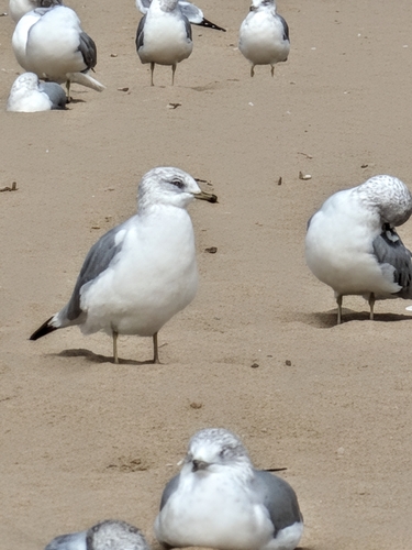 Ring-billed Gull