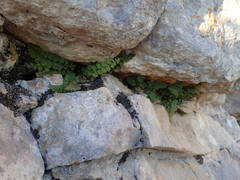 Asplenium petrarchae