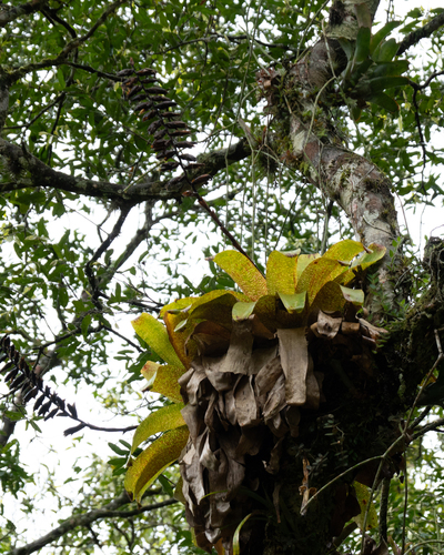 Vriesea fenestralis, photograph 5