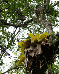 Vriesea fenestralis, photograph filipeprates, CC0, iNaturalist via GBIF