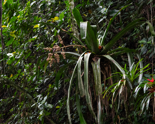 Hohenbergia augusta, photograph 2