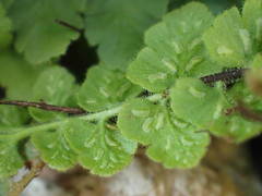 Asplenium petrarchae